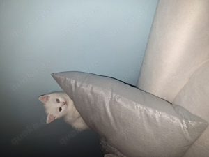 Weisses Kitten mit zwei verschiedenen Augenfarben  Bild 9