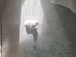 Weisses Kitten mit zwei verschiedenen Augenfarben  Bild 6