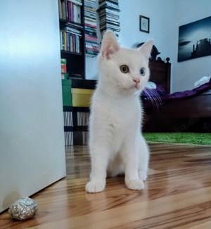 Weisses Kitten mit zwei verschiedenen Augenfarben  Bild 3