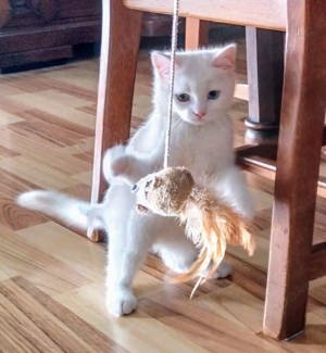 Weisses Kitten mit zwei verschiedenen Augenfarben  Bild 5