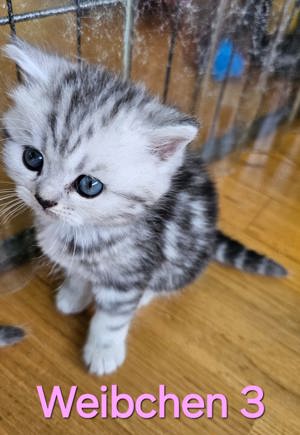 Reinrassige BKH-Kitten Katzen Baby Britisch Kurzhaar Silver Tabby Bild 7