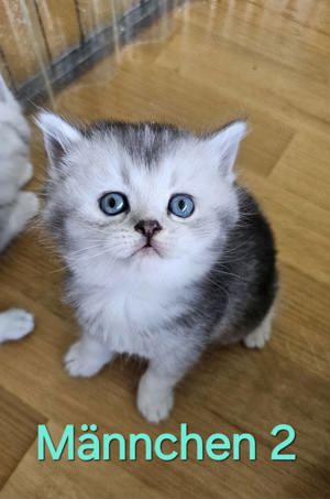 Reinrassige BKH-Kitten Katzen Baby Britisch Kurzhaar Silver Tabby Bild 3
