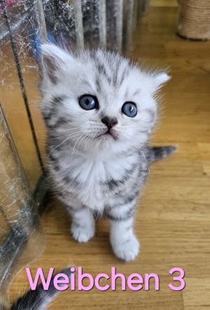 Reinrassige BKH-Kitten Katzen Baby Britisch Kurzhaar Silver Tabby Bild 8