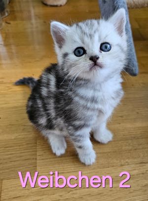 Reinrassige BKH-Kitten Katzen Baby Britisch Kurzhaar Silver Tabby Bild 6