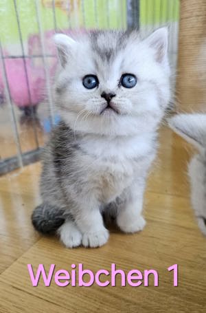 Reinrassige BKH-Kitten Katzen Baby Britisch Kurzhaar Silver Tabby Bild 4