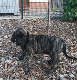 Fila-Brasileiro-Welpen