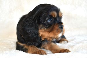 Wunderschöne Cavalier King Charles Spaniel Babys mit Papiere