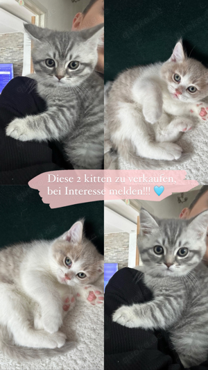 BKH Kitten zu verkaufen  Bild 1