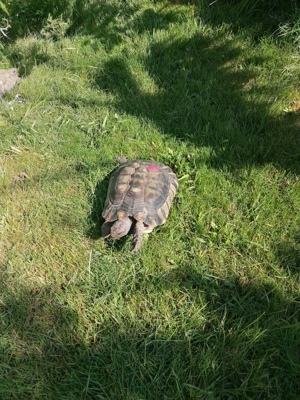 Breitrandschildkröten Weibchen  Bild 1