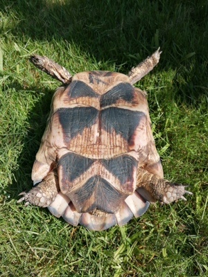 Breitrandschildkröten Weibchen  Bild 2