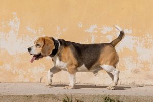 Kio , Beagle mit kleinem Handicap sucht sein zuverlässiges Zuhause