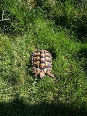 Weibliche Griechische Landschildkröten  Bild 1