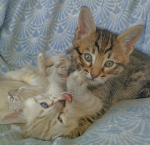 bengal Kitten Edel Mix Bengal   Siamesische Thai Katze Bild 1