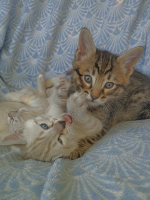 bengal Kitten Edel Mix Bengal   Siamesische Thai Katze Bild 3