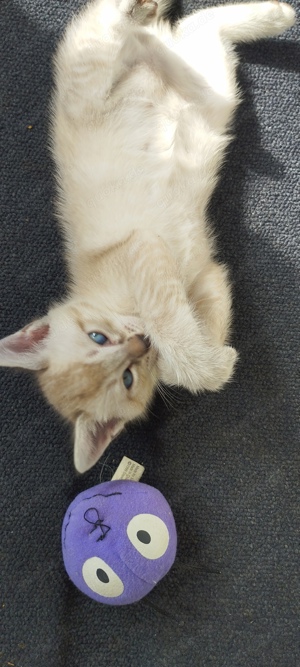 bengal Kitten Edel Mix Bengal   Siamesische Thai Katze Bild 6
