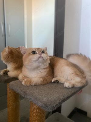 Black Golden Shell Oskar British Shorthair