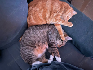 Katzen Paar sucht neues Zuhause Bild 4