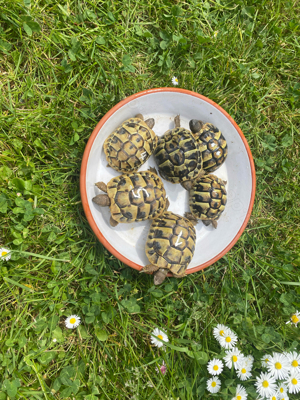 Griechische Landschildkröten Bild 1