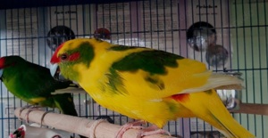 junge Ziegensittiche in verschiedenen Farben Bild 2