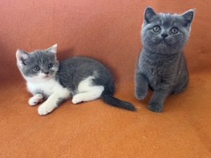 Die letzten 2 Reinrassige BKH Kitten suchen ihr Traumzuhause 