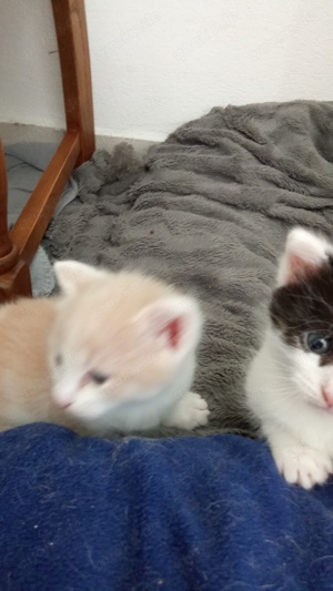 3 Katzenbabys geboren am 18 April suchen ab Ende Juni - Juli ein schönes Zuhause! Bild 1