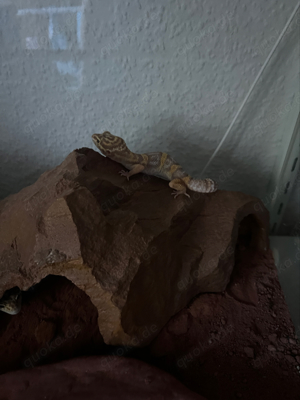 leopardengeckos suchen neues zu Hause  Bild 2
