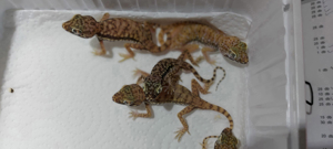 Stenodactylus pettrii Gecko