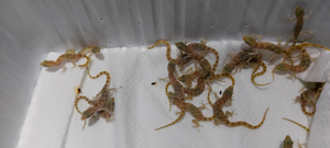 Tropicolotes nattereri Bild 2