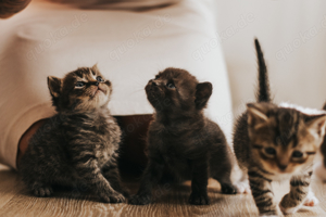 BKH mix kitten in liebevolle hände abzugeben  Bild 5