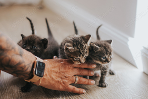 BKH mix kitten in liebevolle hände abzugeben  Bild 2