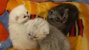 BKH Kitten suchen ein Zuhause Bild 1