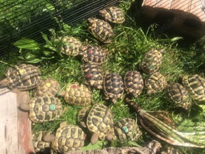 Schildkröten-Babies abzugeben (Hobbyzucht) Bild 1