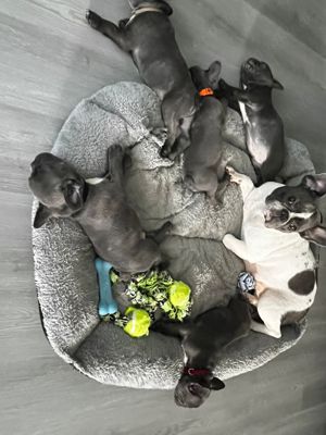 Französische bulldogge Welpen suchen neue zu Hause  Bild 6