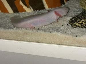 Axolotl zu verkaufen Bild 5