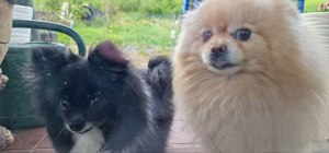 Chihuahua Pomeranian Spitz zwei Hunde Bild 4