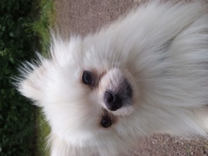 Pomeranian Teddy Boo  Bild 1