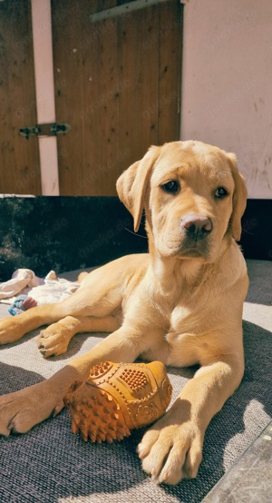 Labrador Retriever Mädchen 