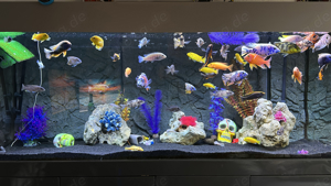 Komplett Aquarium 140x60x60 Anthrazit 500l