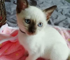 Thai Kitten 