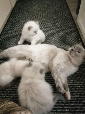 3 Katzen Jungtiere bald zu verkaufen. Siam und ragdoll  Bild 7