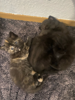3 wunderschöne Kitten suchen ein neues zuhause Bild 7