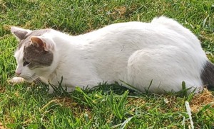 Asproulis, geb. ca. 11 2021, lebt in GRIECHENLAND, auf einer privaten Pflegestelle  Bild 9