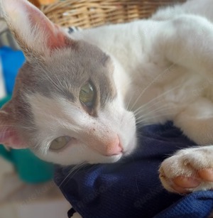 Asproulis, geb. ca. 11 2021, lebt in GRIECHENLAND, auf einer privaten Pflegestelle  Bild 6