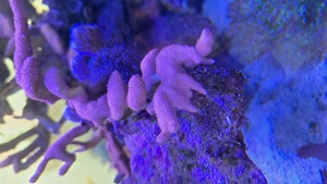 Korallen ableger Meerwasser Aquarium  Bild 7