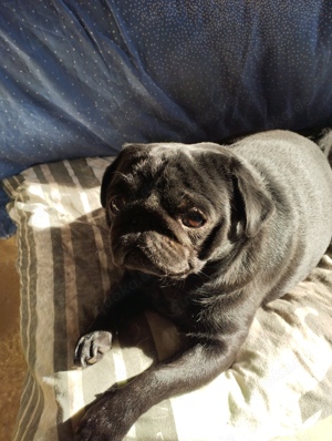 Mops Hündin in schwarz 