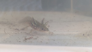 Axolotl  Bild 6