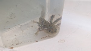 Axolotl  Bild 8
