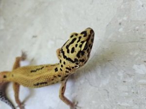 Leopardgecko Weibchen Bild 2
