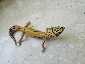 Leopardgecko Weibchen Bild 5