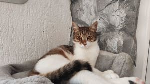 Katze Ludowika sucht tolles Zuhause mit Freigang Bild 1